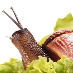 snailsalad