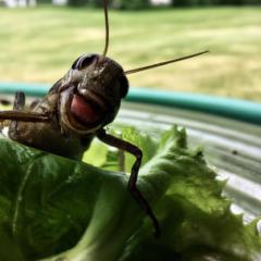 bug salad
