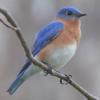 The_Bluebird